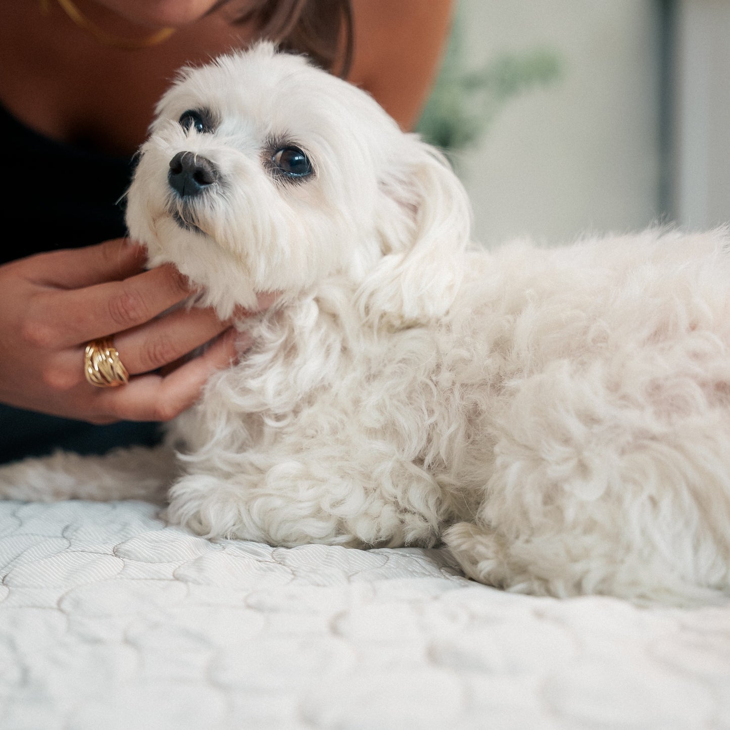 PetCool™ – Køletæppe til hund og kat